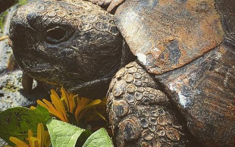 It’s always a nerve wracking wait but finally Octavius, our #tortoise (who immigrated to the UK and joined our family 42 years ago ) has awoken. Now it is definitely #spring🌻#london #londonlife #urbangarden #favouritefood #dandelion #flowers #manofcharacter #dinosaur #agedtoperfection #littleoldman