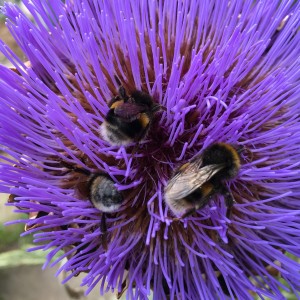 Bees on artichoke flower